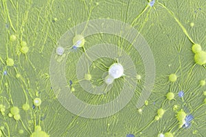 Green bacteria colony forming bubbles on contaminated sewage water photo
