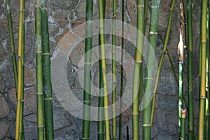 Close up of green bamboo