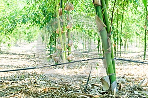 Close up green bamboo planted in the garden,BAMBUSA BEECHEYANA M