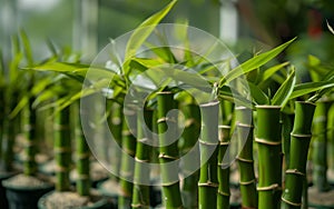 Close up of green bamboo plants