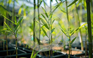 Close up of green bamboo plants