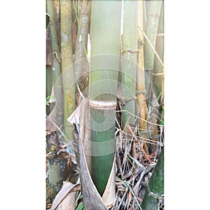 CLOSE UP green bamboo tree plant nature