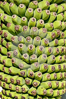 Close up of green banana bunch
