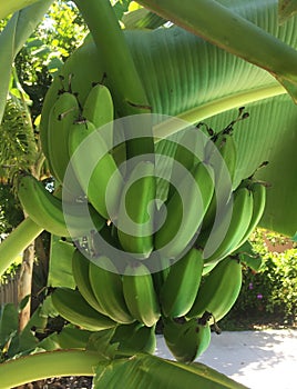Close up of green banana bunch on a tree