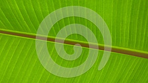 Banana leaf close up