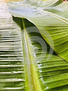 Banana leaf