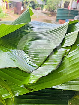 Banana leaf