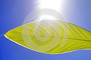 close-up of a green banana leaf against the sun against the blue sky