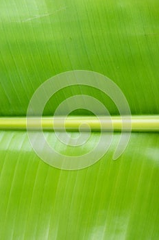 Close up green banana leaf background texture