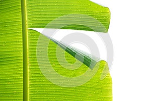 Close up Green banana leaf broke isolate on white background