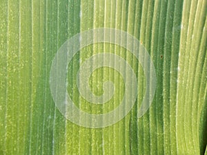Close up green banana leaf pattern,backgrounds and narural surface photo