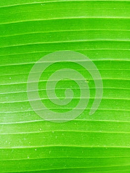 Close up of Green Banana leaf texture