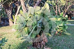 Close up green banana tree in a garden.Musa sapientum L