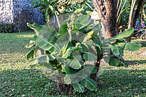 Close up green banana tree in a garden.Musa sapientum L photo