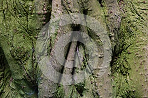 Close-up of the green bark of the tree, background.