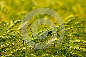 Close up of green Barley Field for natural background, Hordeum vulgare or Gerste photo