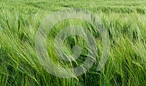 Close-up of green barley field in the wind. Hordeum vulgare