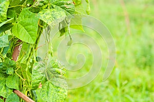 Close-up of green beans solarium eco farming