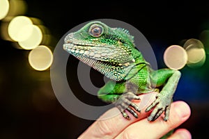 Close-up of a green beautiful lizard