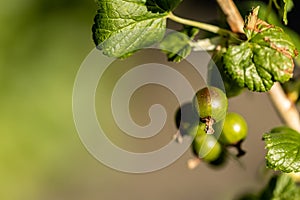 Close-up of green berries of blackcurrant (ribes nigrum