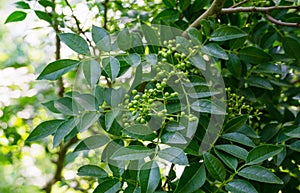 Close-up of green berries of Zanthoxylum americanum, Prickly ash Sichuan pepper a spiny tree with prickly branches.