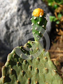Close-up of green big cactus