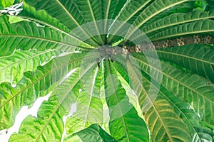 Close up green big fresh leaf in forest