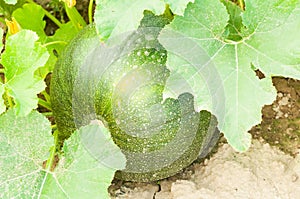 Close-up of green bio squash ready to be harvestedClose-up of gr photo