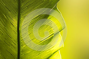 Close up green Bird`s nest fern leaf nature abstract background