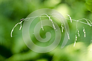 A close up of a green blade of grass