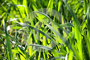 Close up of green blades of grass