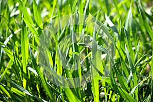 Close up of green blades of grass