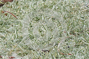 Close up of green blades of grass encased in ice after an ice storm in Trevor, Wisconsin