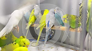 Close-up of a green and blue budgerigar sitting in a cage. Cute green budgie. Pets are birds