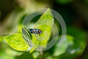 Close up of green bottle fly on a leaf