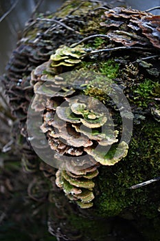 Close up of green bracket fungus