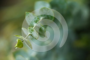 Close up green branch of fresh flower. Pure nature