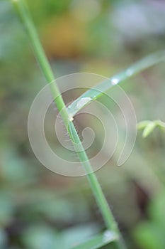 Close up, green branches and drops of water