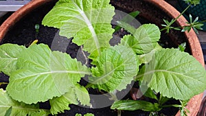 Close-up of green Brassica juncea/leaf mustard growing inside the vegetable pot