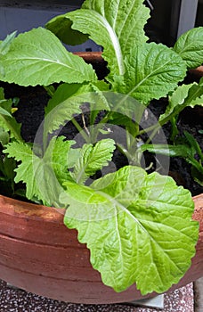 Close-up of green Brassica juncea/leaf mustard growing inside the vegetable pot