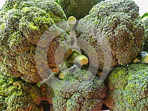 Close-up of green broccoli vegetables with a pattern