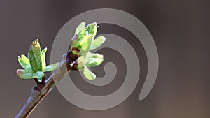 close-up of green buds of cherry tree in springtime