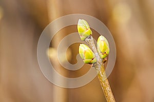 Close Up Of Green Buds On Lilac Syringa Branch In Garden At Spring