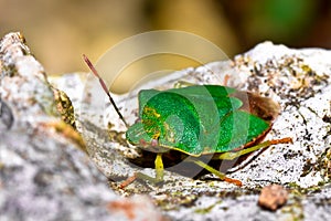 Close up of a green bug