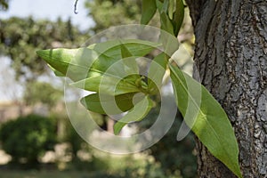 Close-up of green bunch with brown tree bark texture and green Bokeh background, texture of tree trunks with some appearing