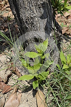 Close-up of green bunch with brown tree bark texture and green Bokeh background, texture of tree trunks with some appearing