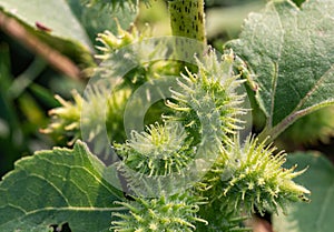 Close up of green burs weed photo
