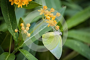 Close up of green butterfly nectaring on flower Catopsilia pomona, the common emigrant or lemon emigrant, is a medium-sized pierid