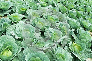 Close up green cabbage Garden