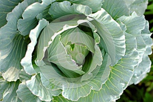 A close-up of a green cabbage head, raw vegetable from rooftop garden